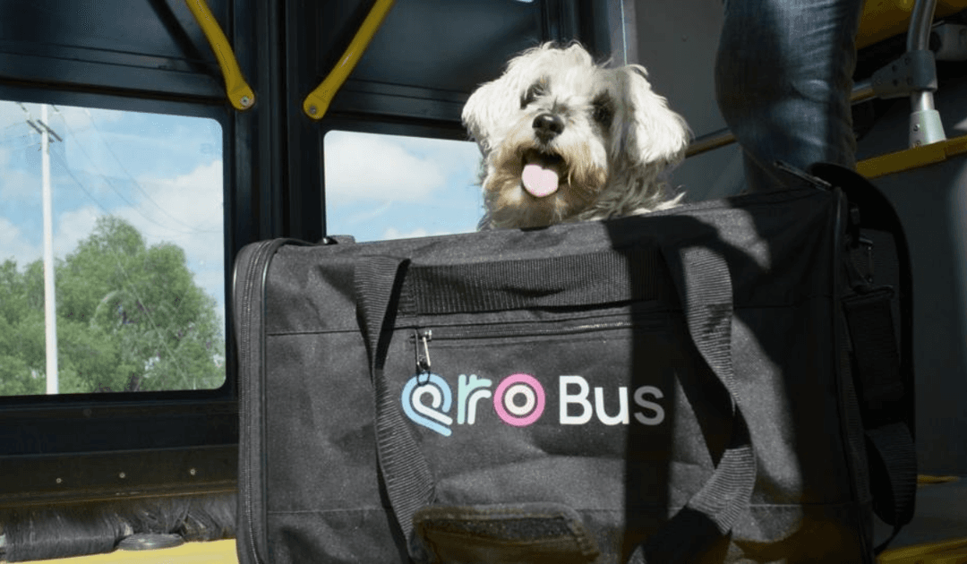Anuncian jornada de afiliación de mascotas al programa PetFriendly del sistema Qrobus